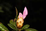 Chapman's rhododendron